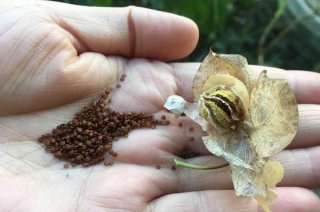 生鮮食材配送：田邊到處可見這植物，原來是冰粉籽籽