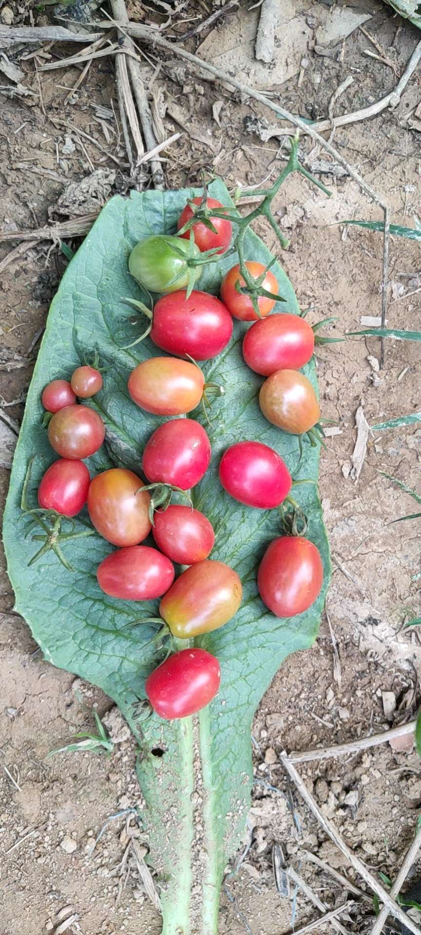 東莞新鮮食材配送：為什么現(xiàn)在的瓜果蔬菜沒味道了？