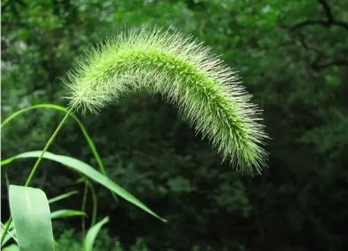 塘廈蔬菜糧油配送